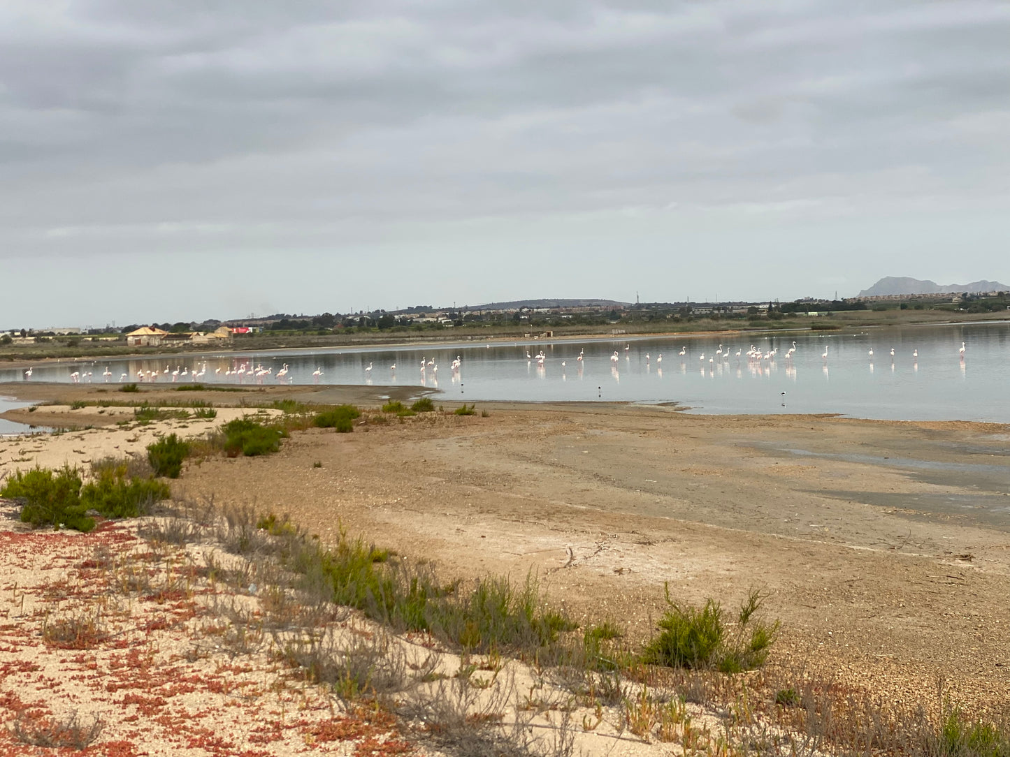 Flamingo Lagoon, Torrevieja